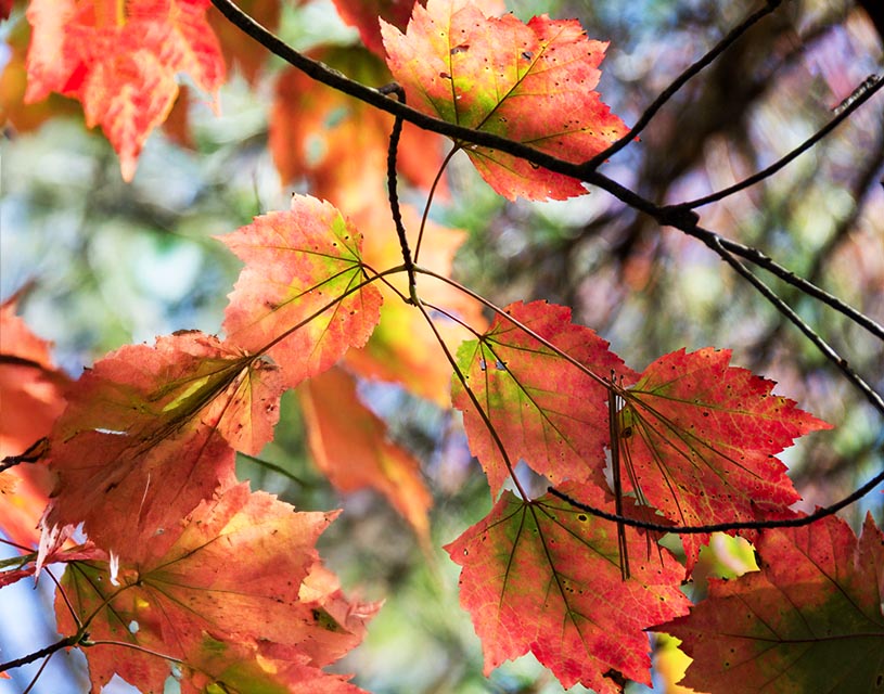 Autumn Leaves Gallery e 5 Spines & Stems