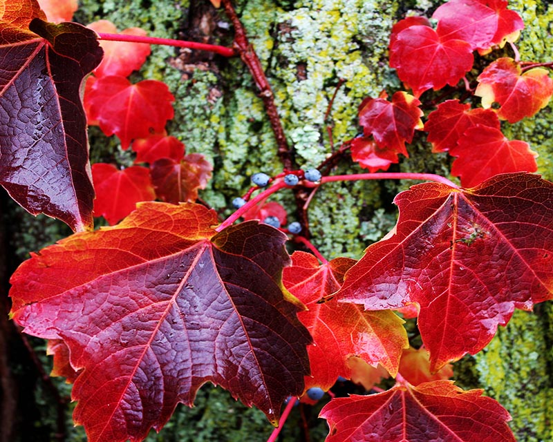 Autumn Leaves Gallery f 6 Bright Red