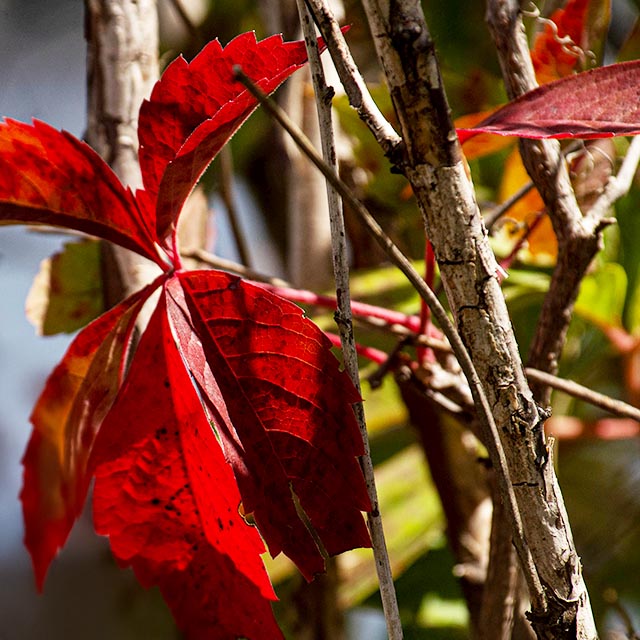 Autumn Leaves Gallery g 7 Virginia Creeper Pedals