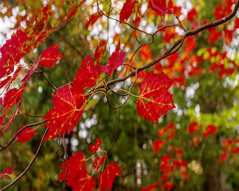 Autumn Leaves Gallery h 8 Red Leaves, Yellow Vanes