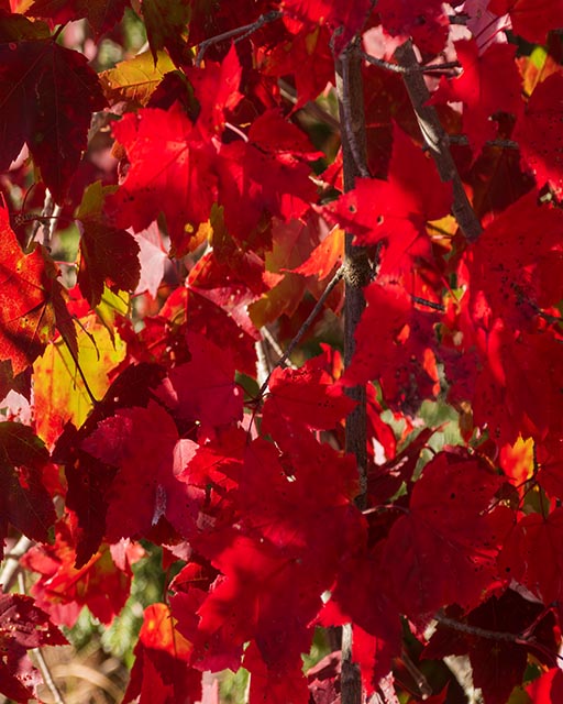 Autumn Leaves Gallery i 9 Bright Red Leaves