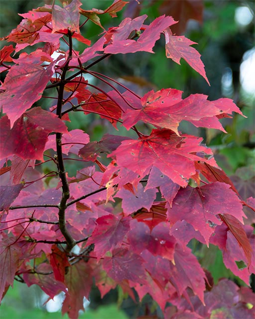 Autumn Leaves Gallery j 10 Crawling Up