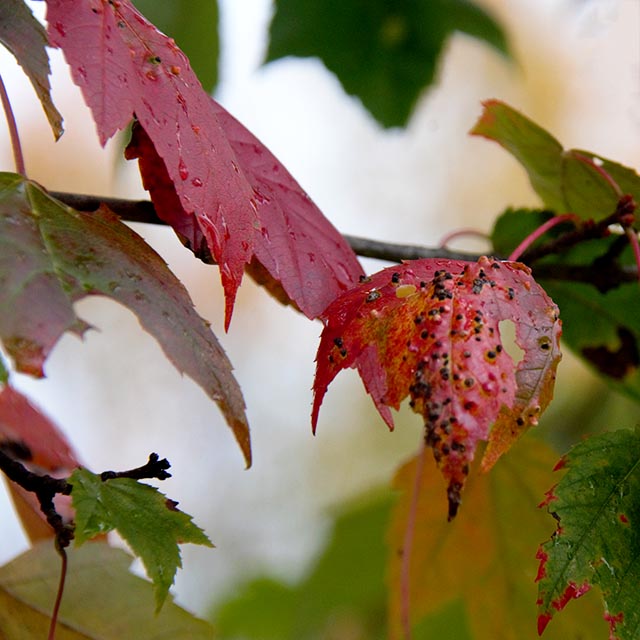 Autumn Leaves Gallery k 11 Maroon Maples with Black