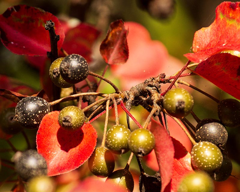 Autumn Leaves Gallery l 12 Gathering