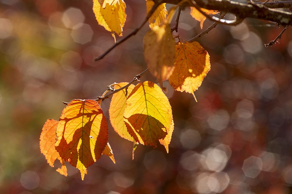 Autumn Leaves Gallery l 13 Shadows