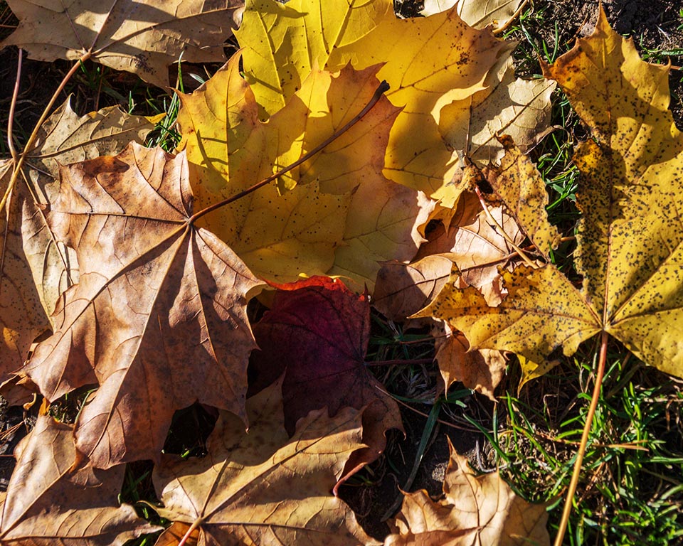 Autumn Leaves Gallery k 14 - End of Season