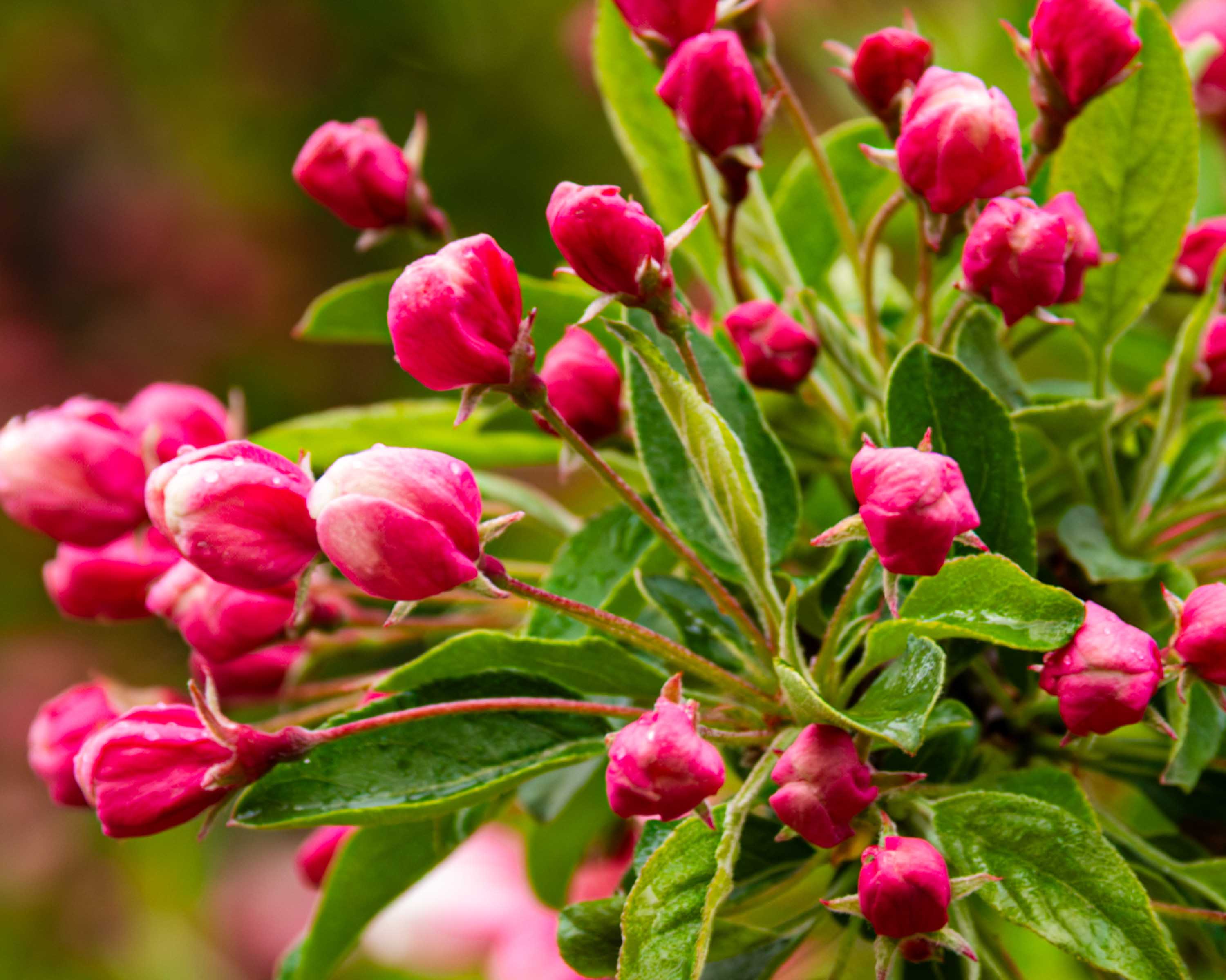 Arrival of Spring -o15-