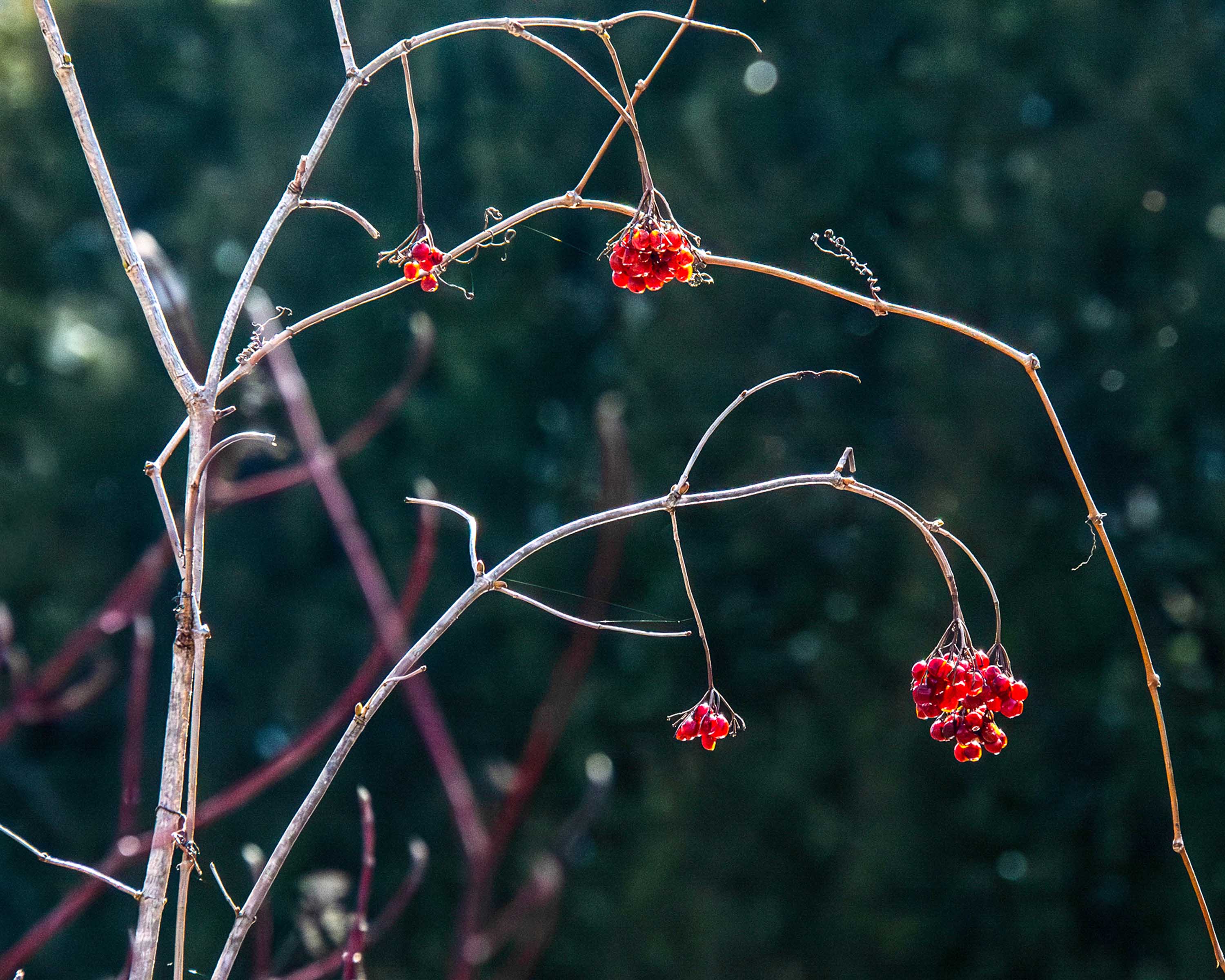 Arrival of Spring -v22-