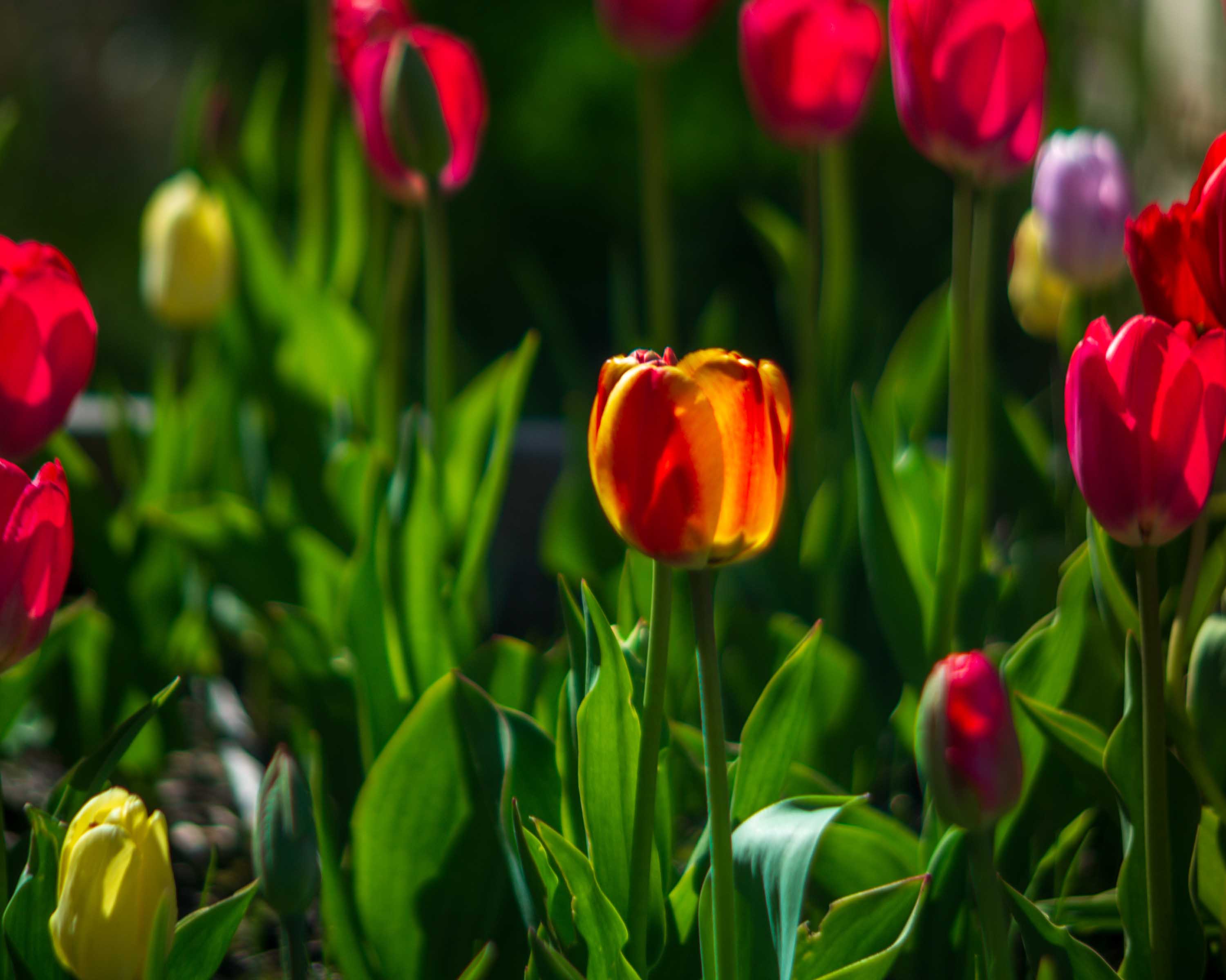 Arrival of Spring -l12-