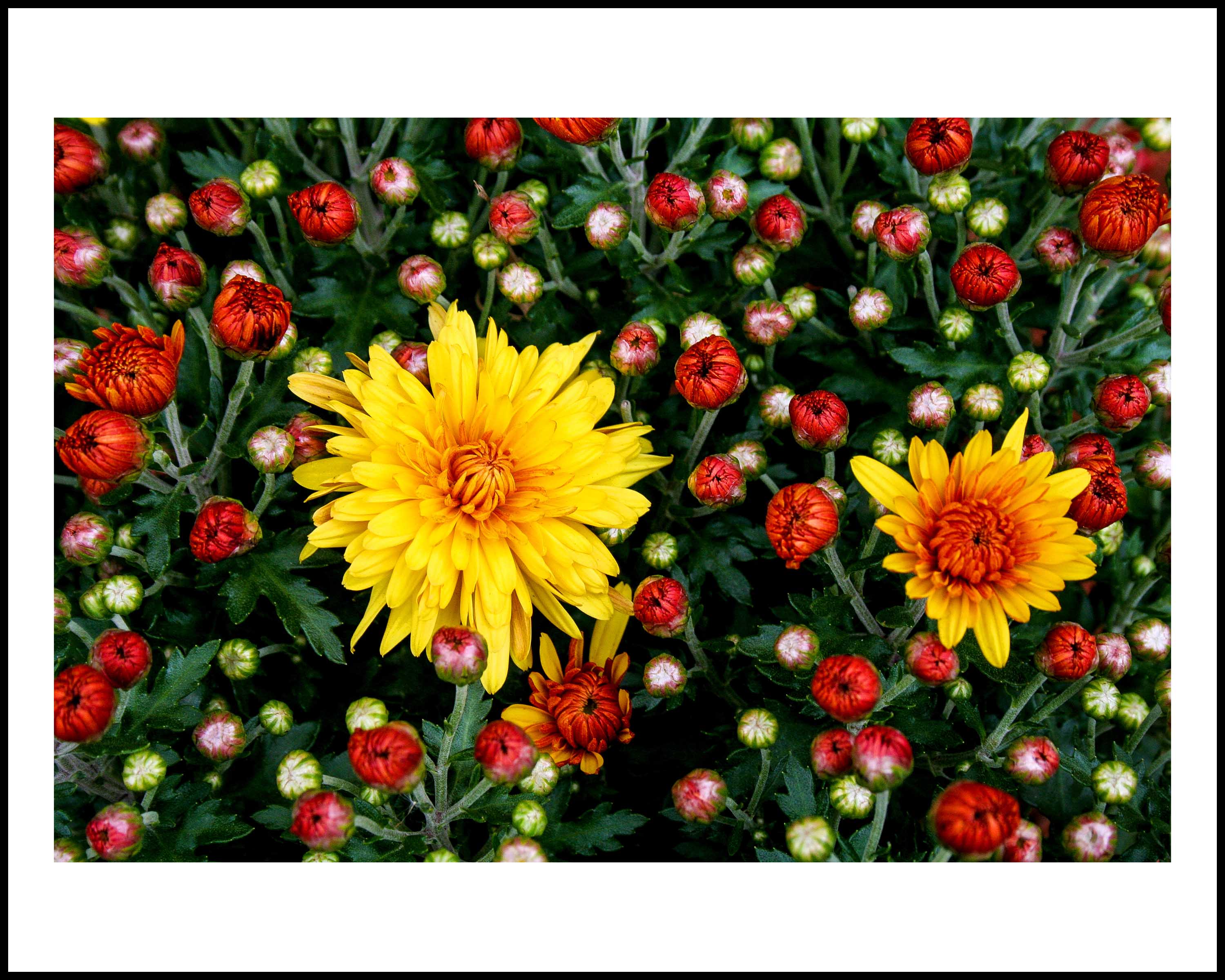 Autumn Gallery - c3 - Mums