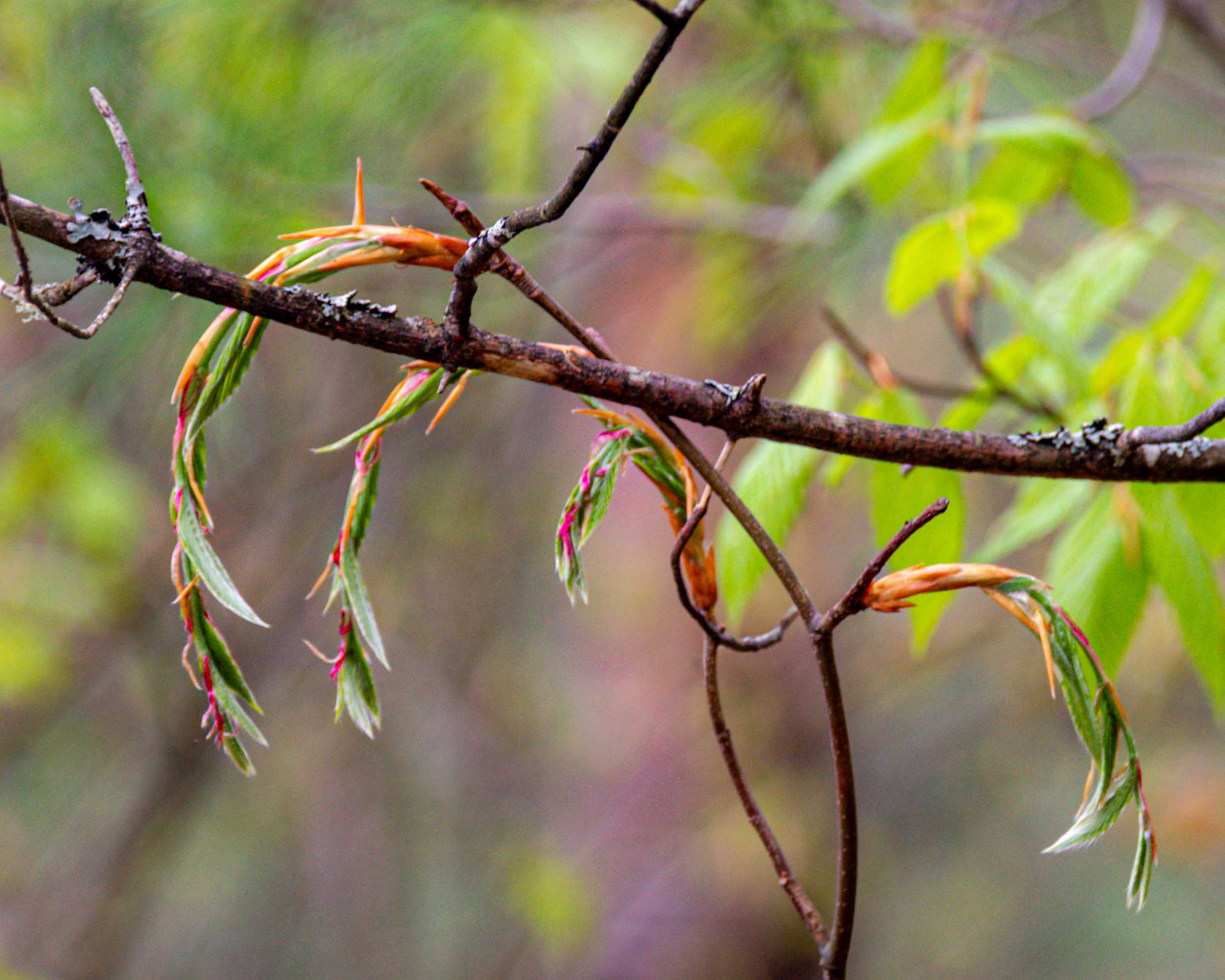Arrival of Spring -j10-