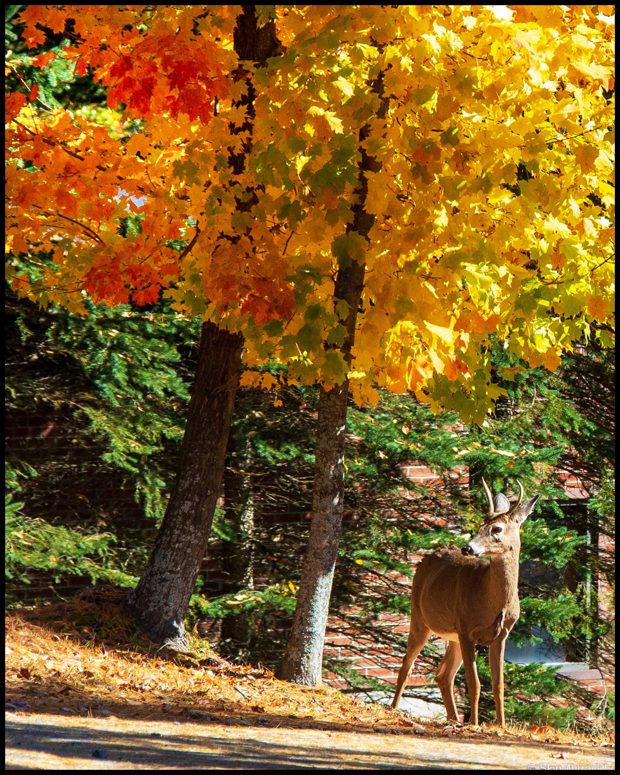 Autumn Gallery - 7 - Deer