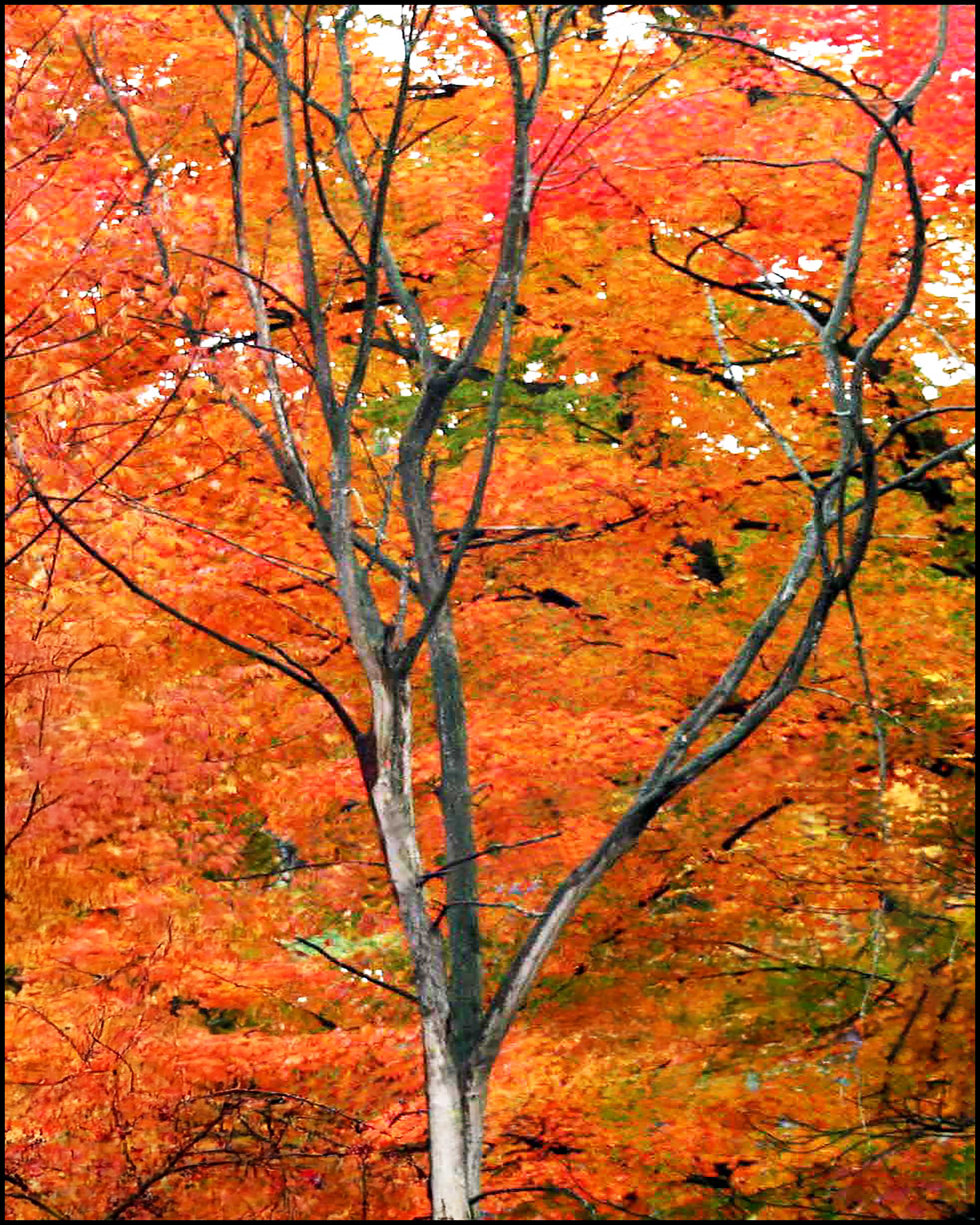 Autumn Gallery - 15 - Curl