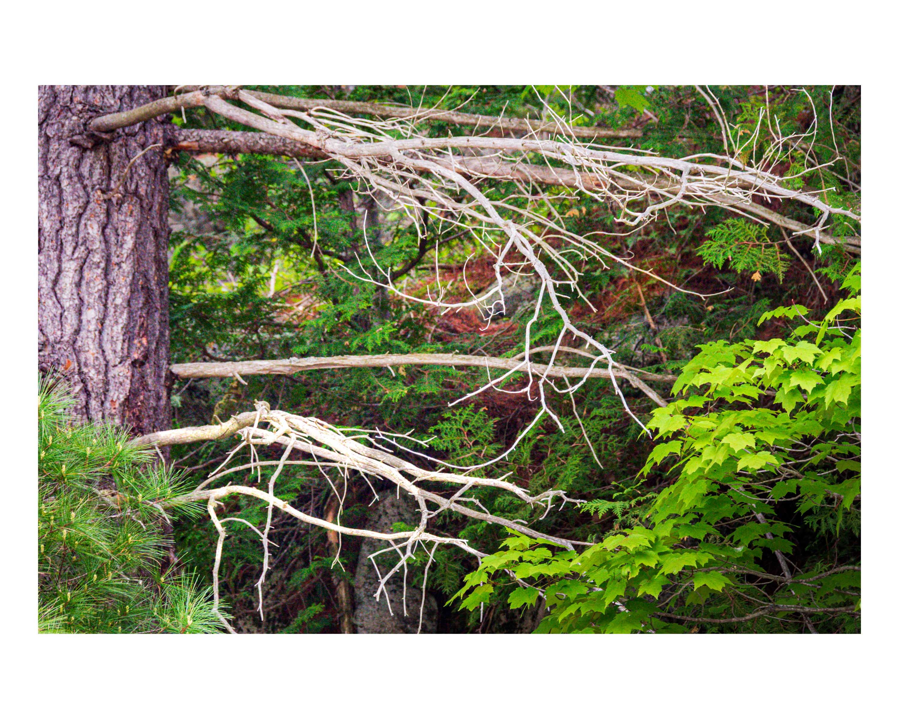 Arrival of Spring -m13-