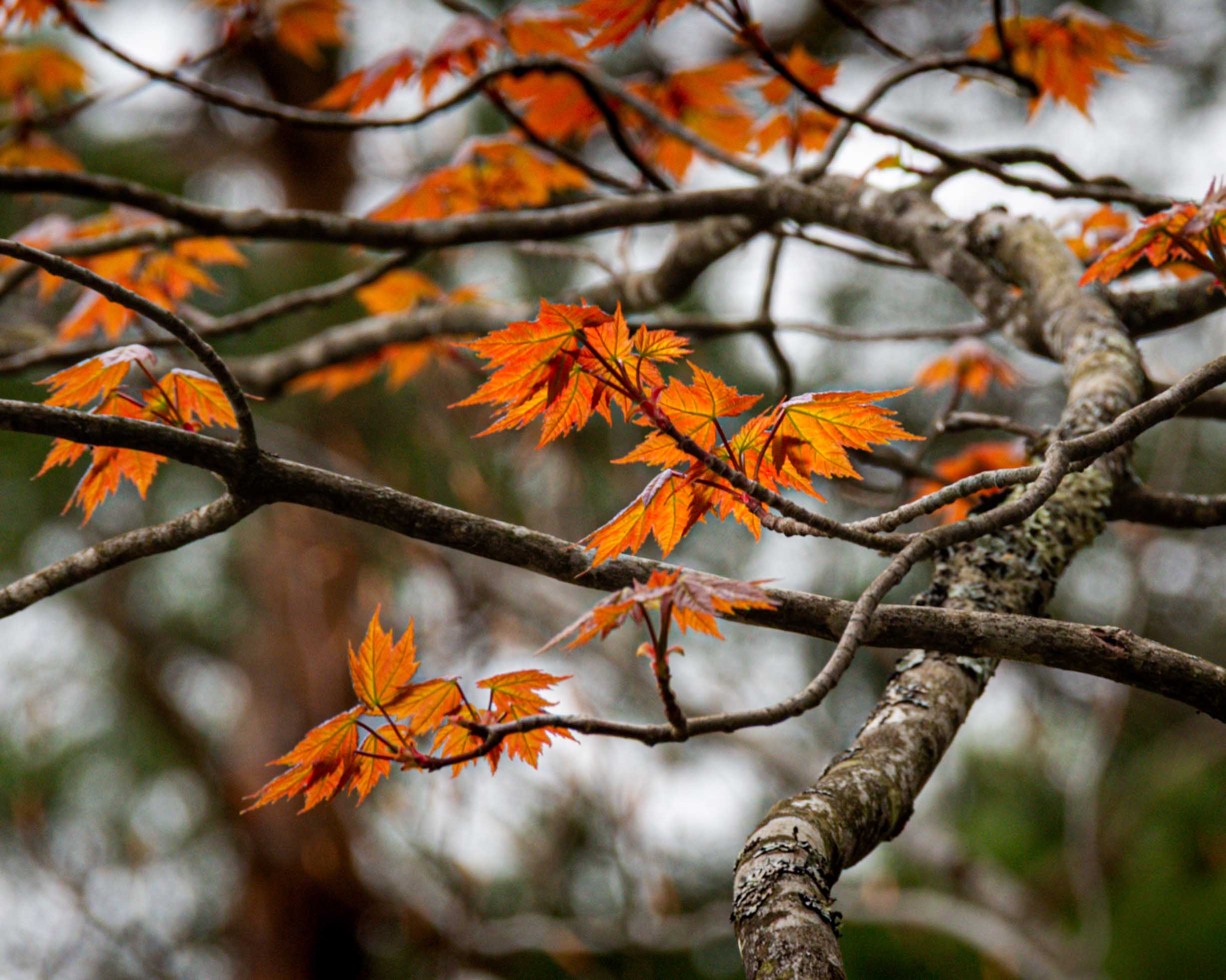 Arrival of Spring -n14-
