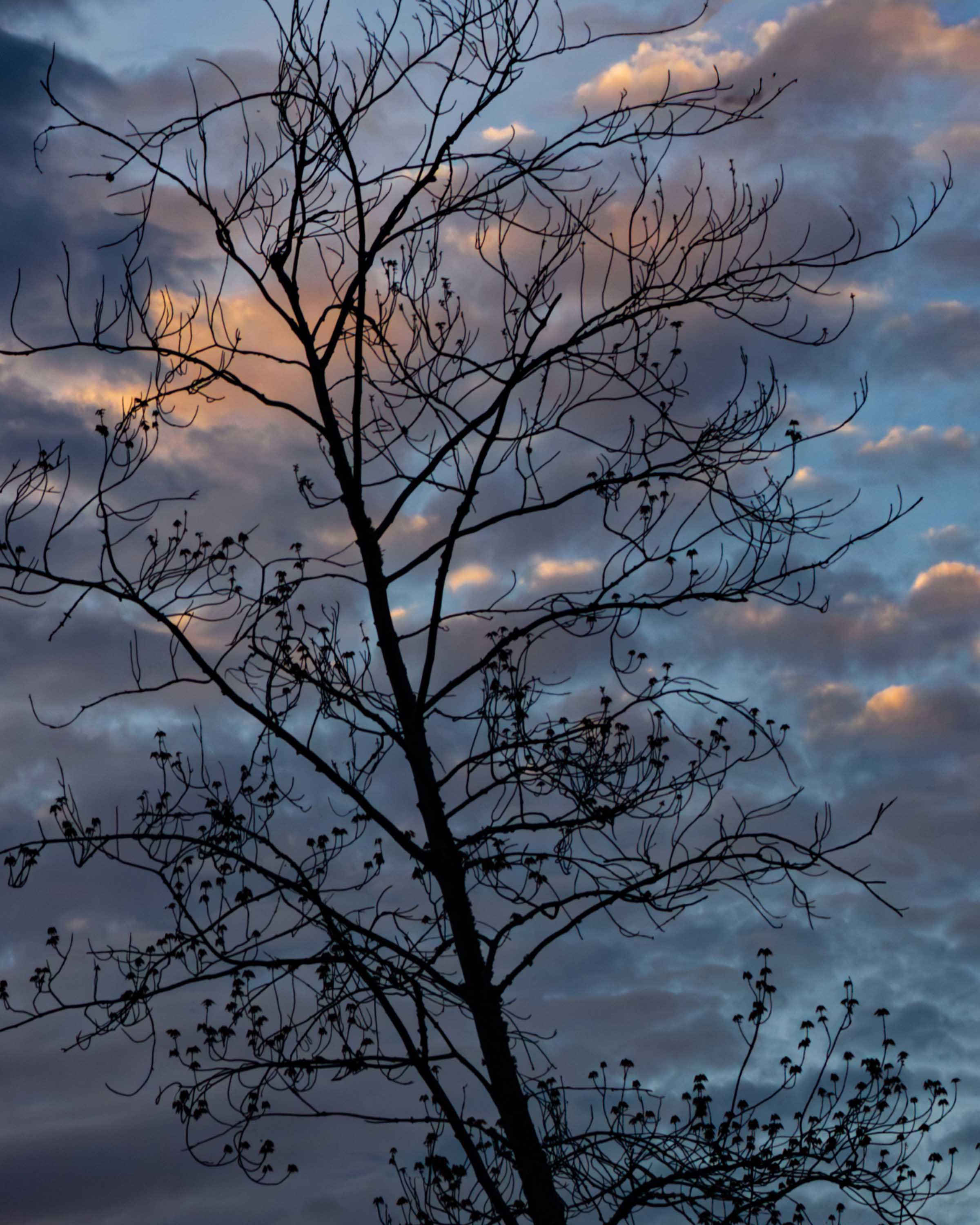 Arrival of Spring -s19-