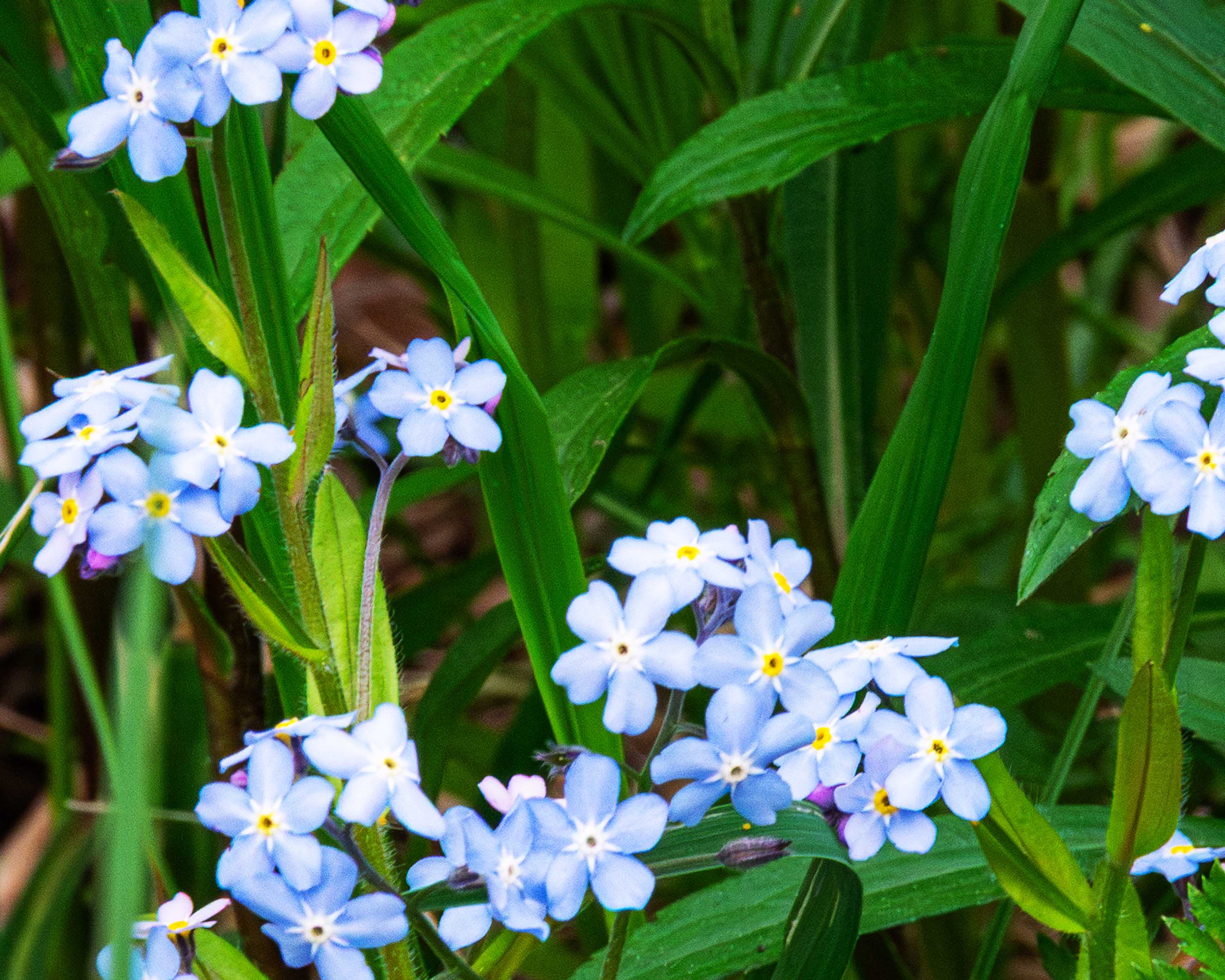 Arrival of Spring -p16-