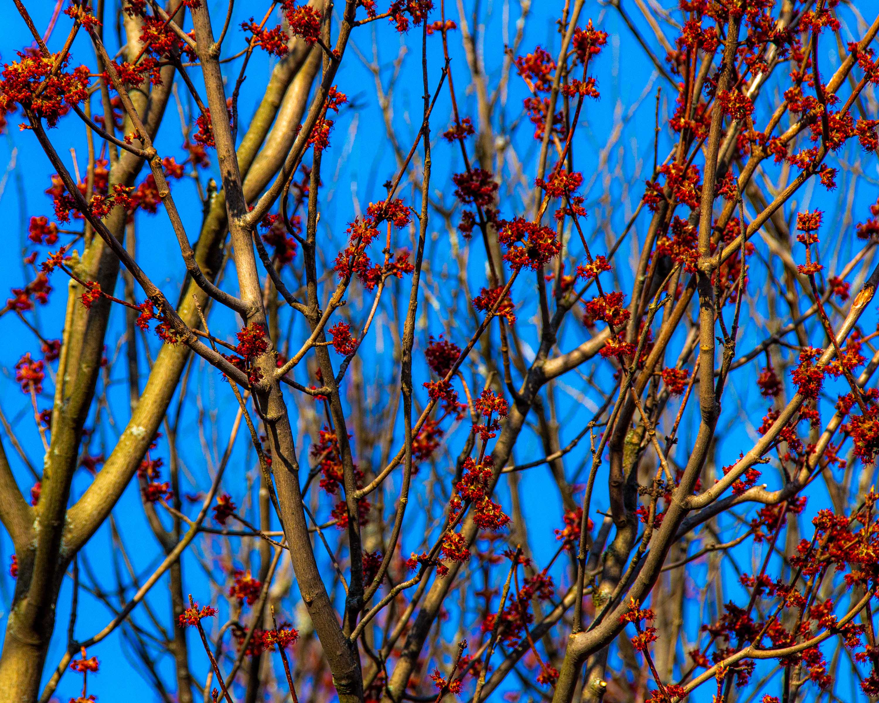Arrival of Spring -u21-