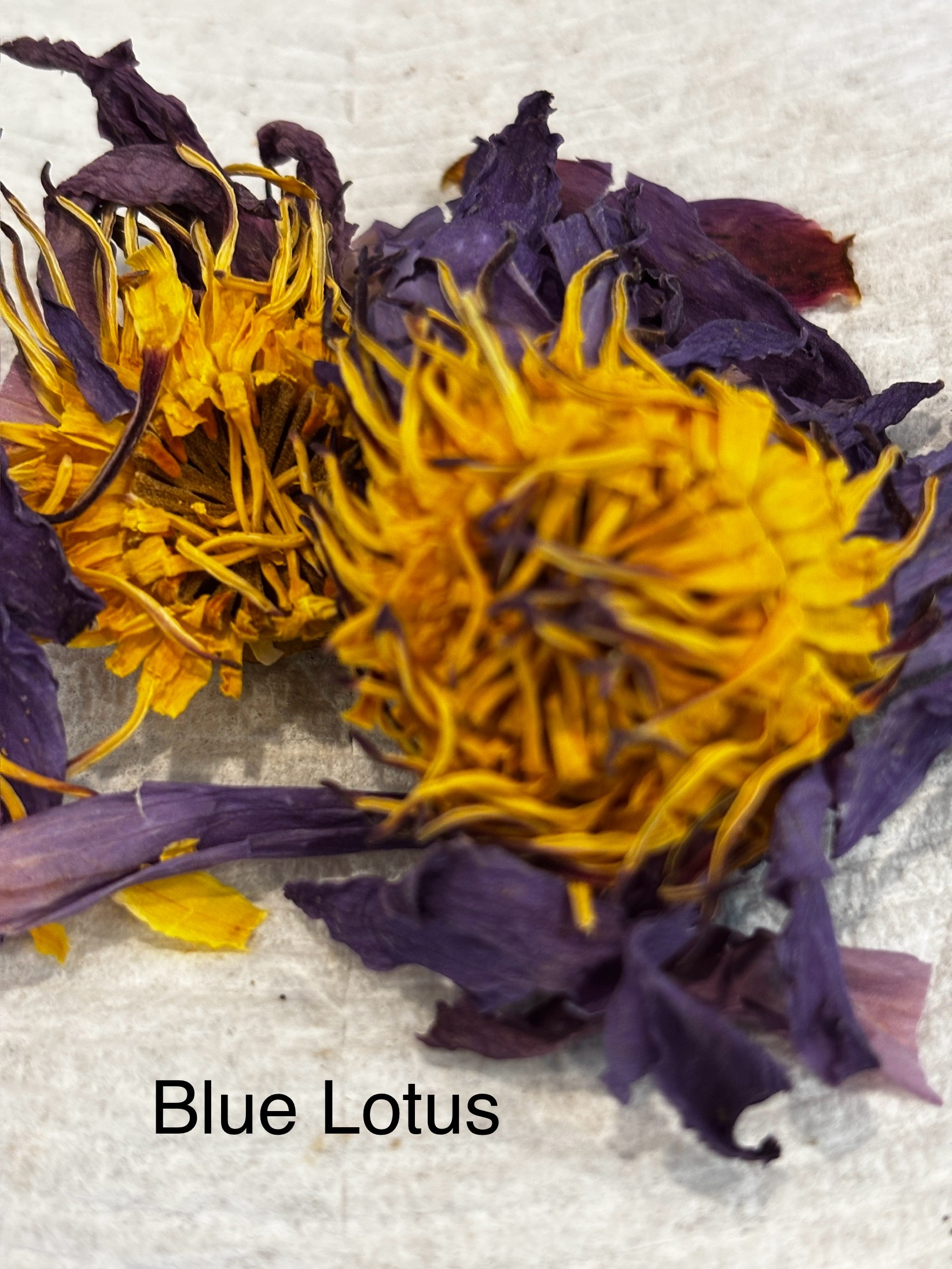 Anubis' Veil Tea (single bag or pack of 7)