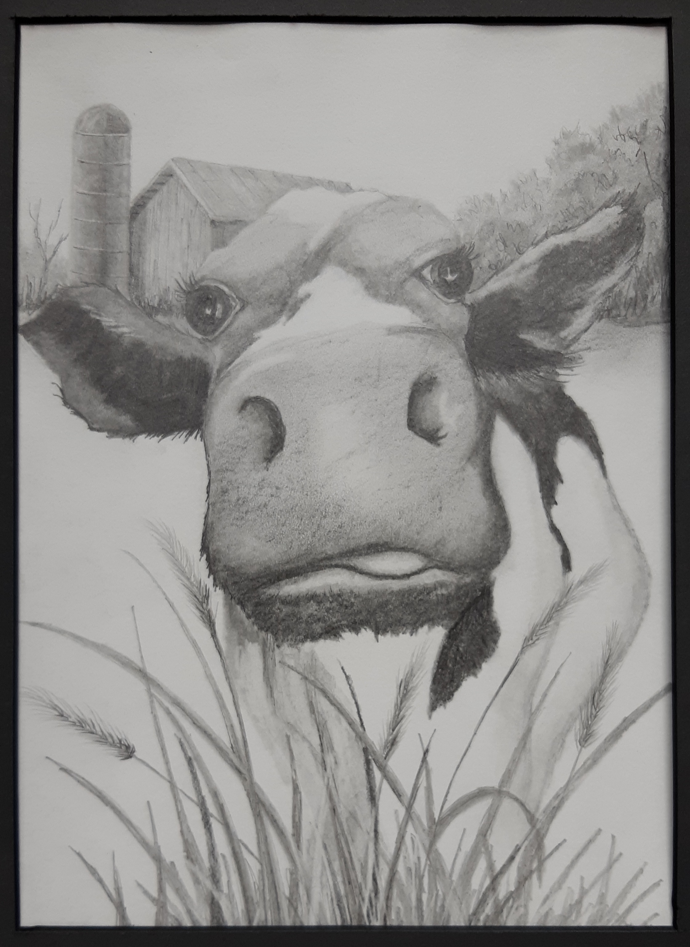 Curious Cow