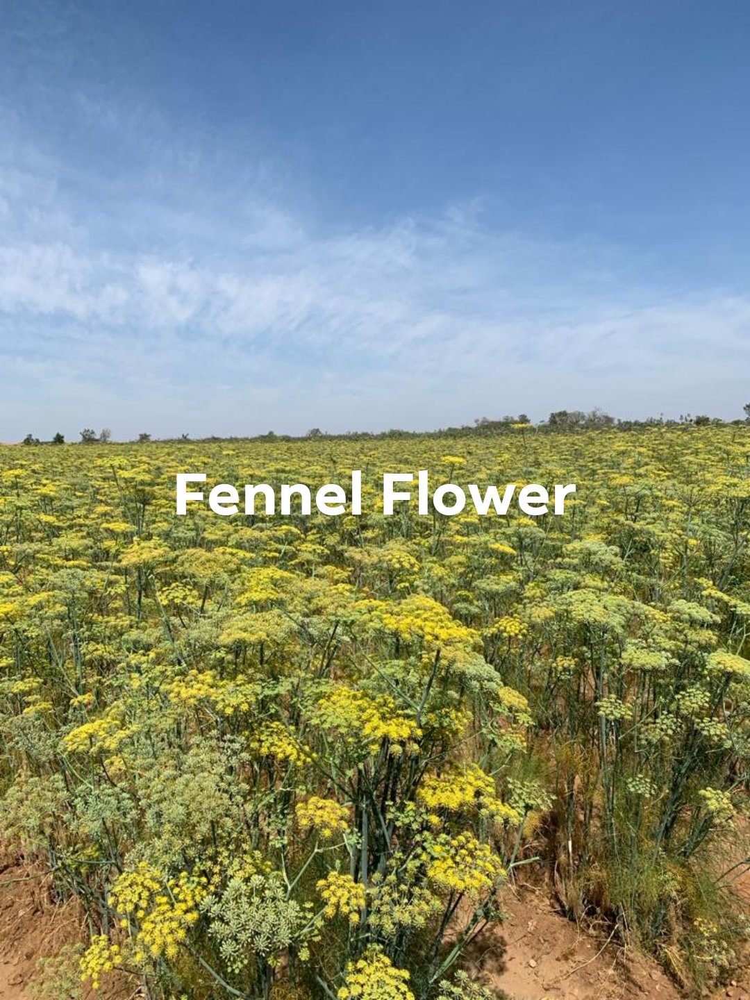 Fennel Honey