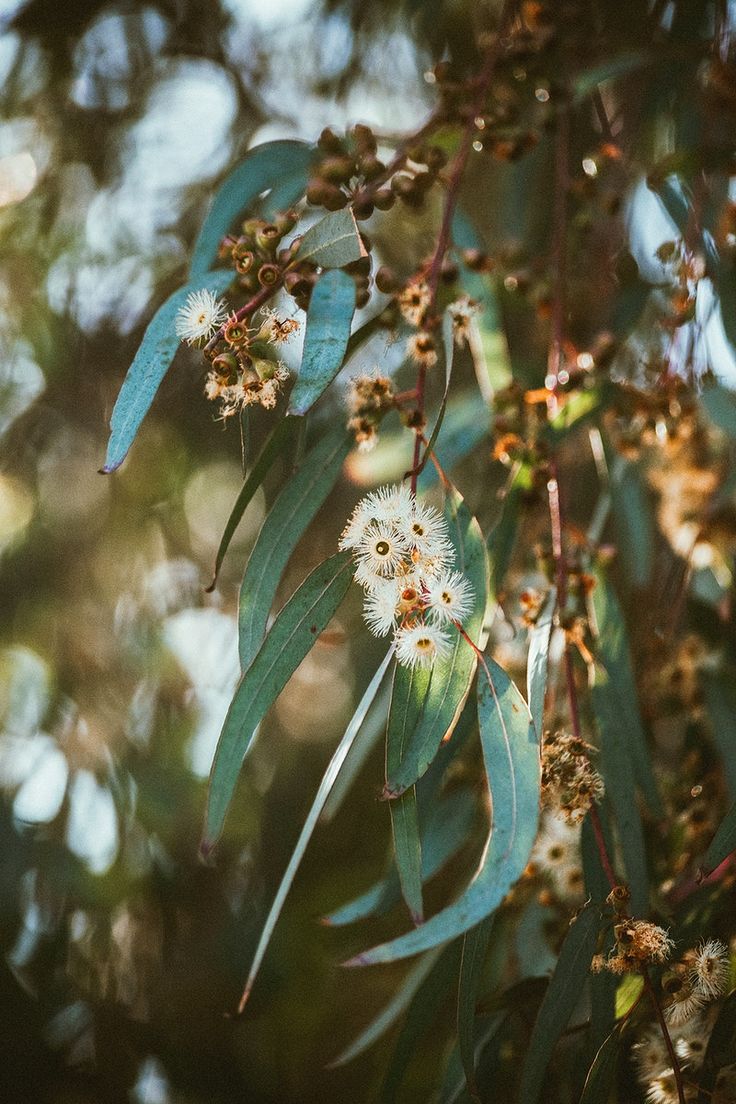 Eucalyptus Honey