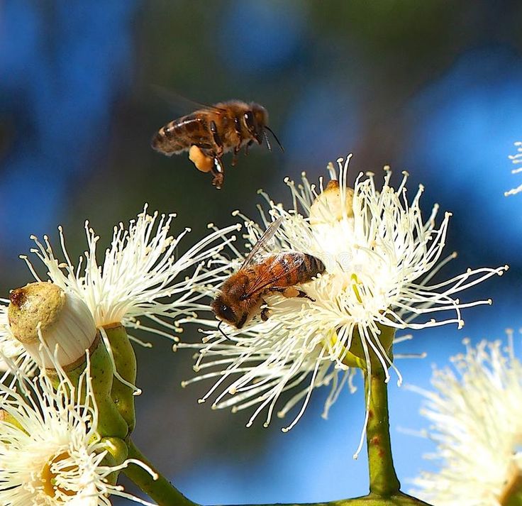 Eucalyptus Honey