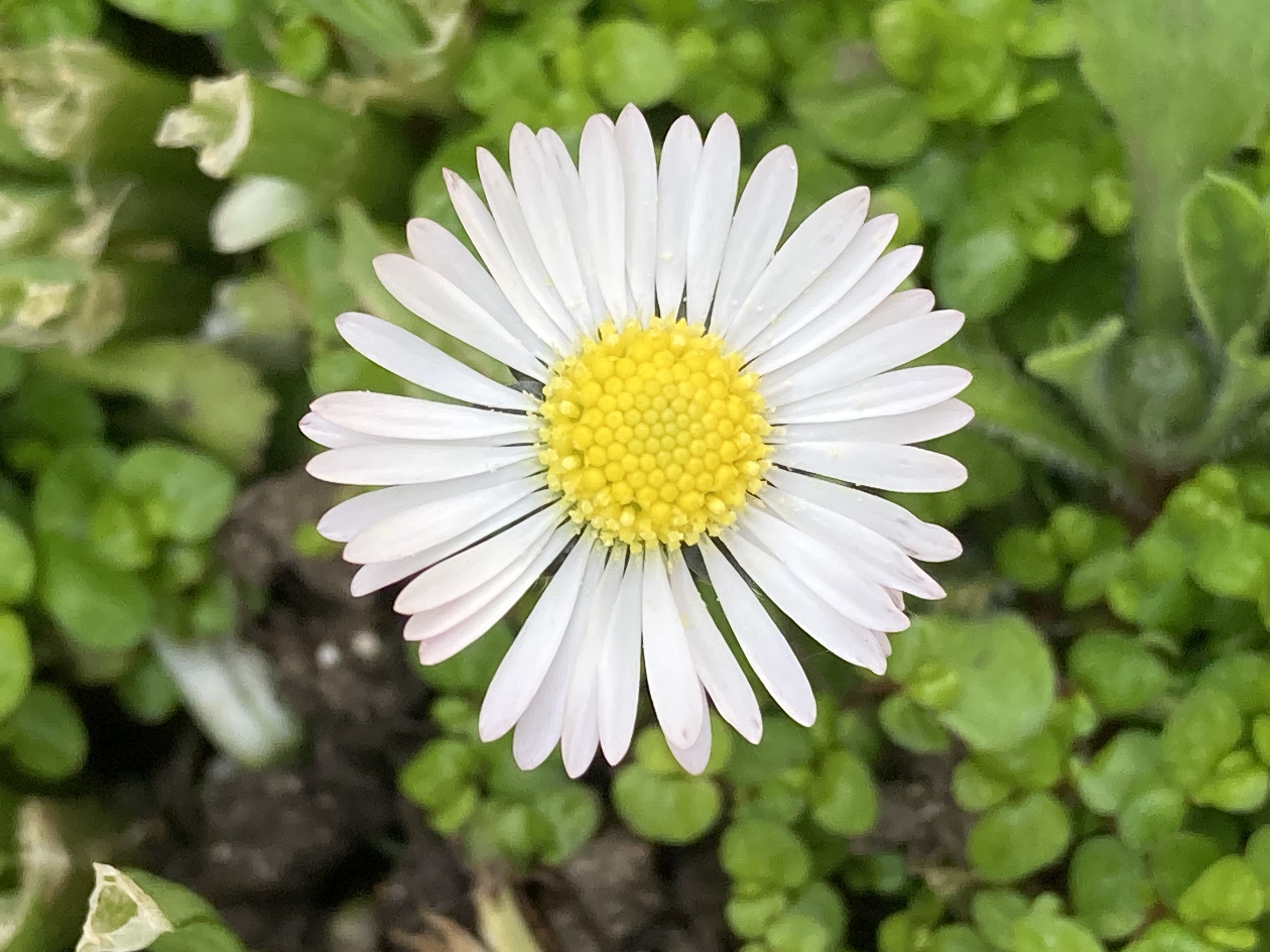 Daisy Package 