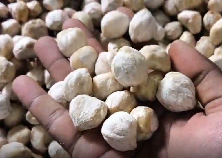 Lampung Candlenut Kernel (Kemiri) | Whole and Broken