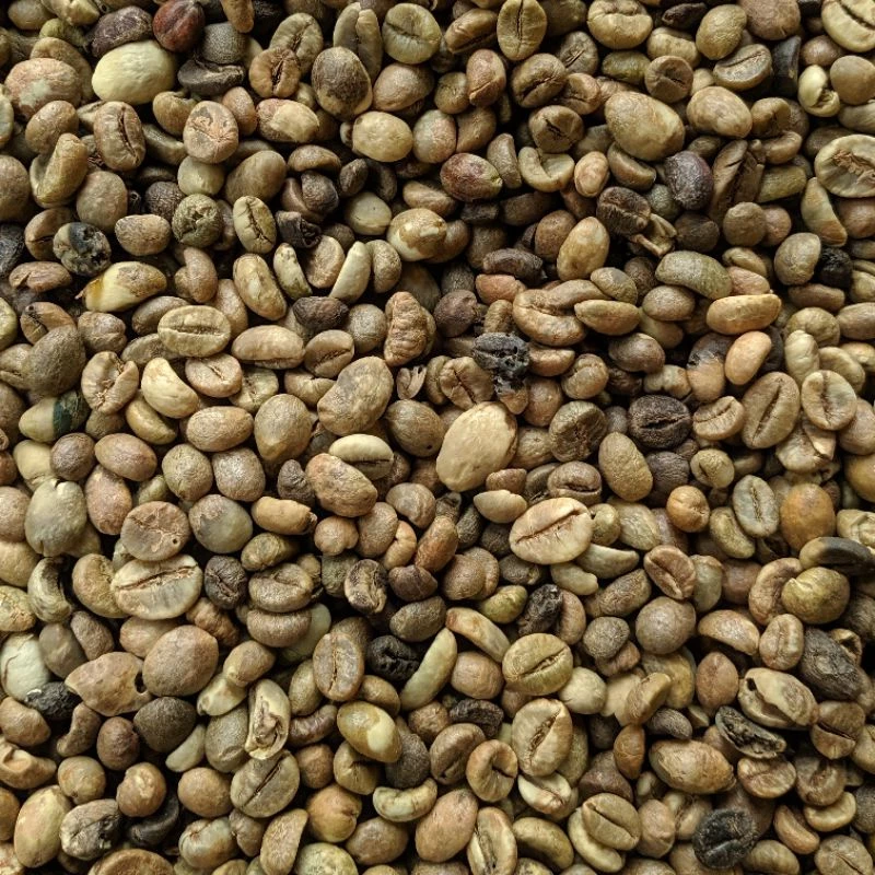 Lampung Premium Robusta Coffee Beans (Green Bean)