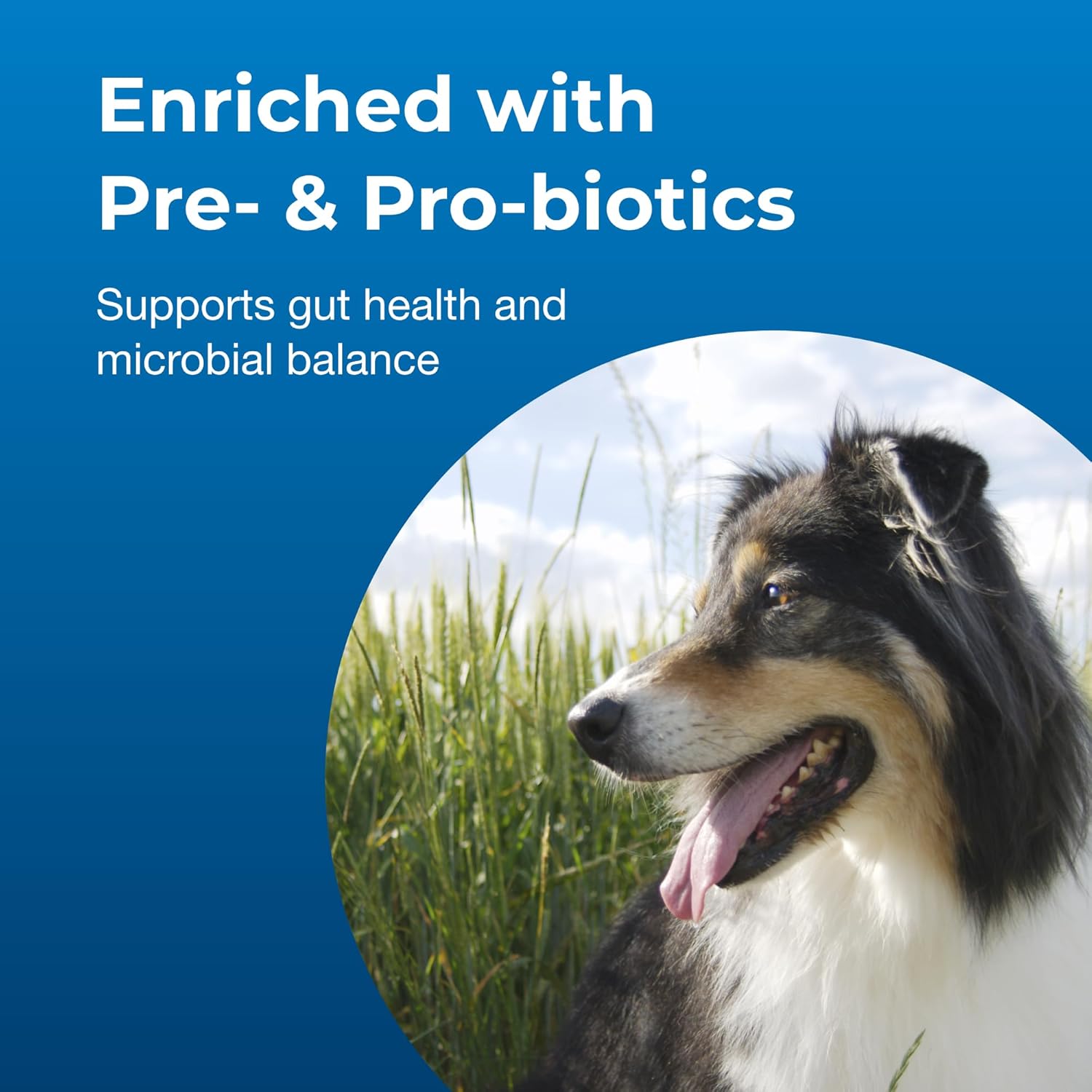 PetAg Dyne PRO HG Healthy Gut for Dogs & Puppies 8 Weeks & Older 32 oz | High Calorie Liquid Nutritional Supplement with Pre- & Post-Biotics | Supports Endurance & Gut Health