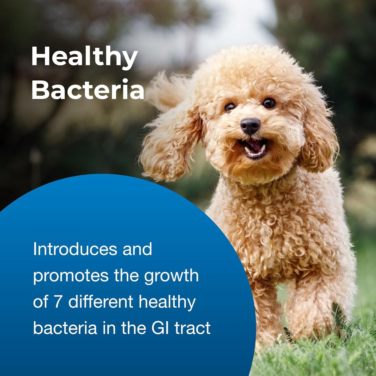 Pet-Ag Bene-Bac Plus Mammal Gel - 15 gm Syringe Display - FOS & Probiotics for Dogs, Cats, Exotic and Wildlife Mammals