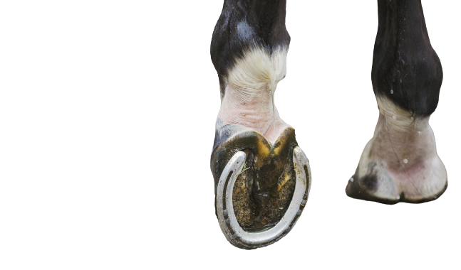 Horse Shoes