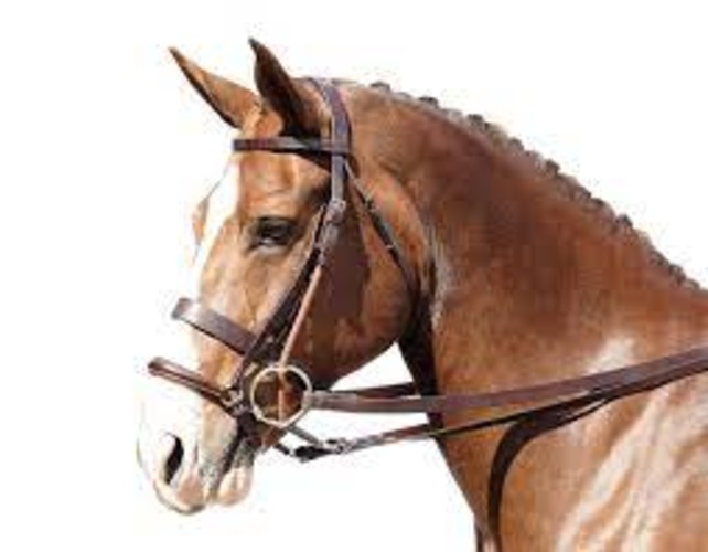 Polo Gag(Double Mouthpiece)With Bit