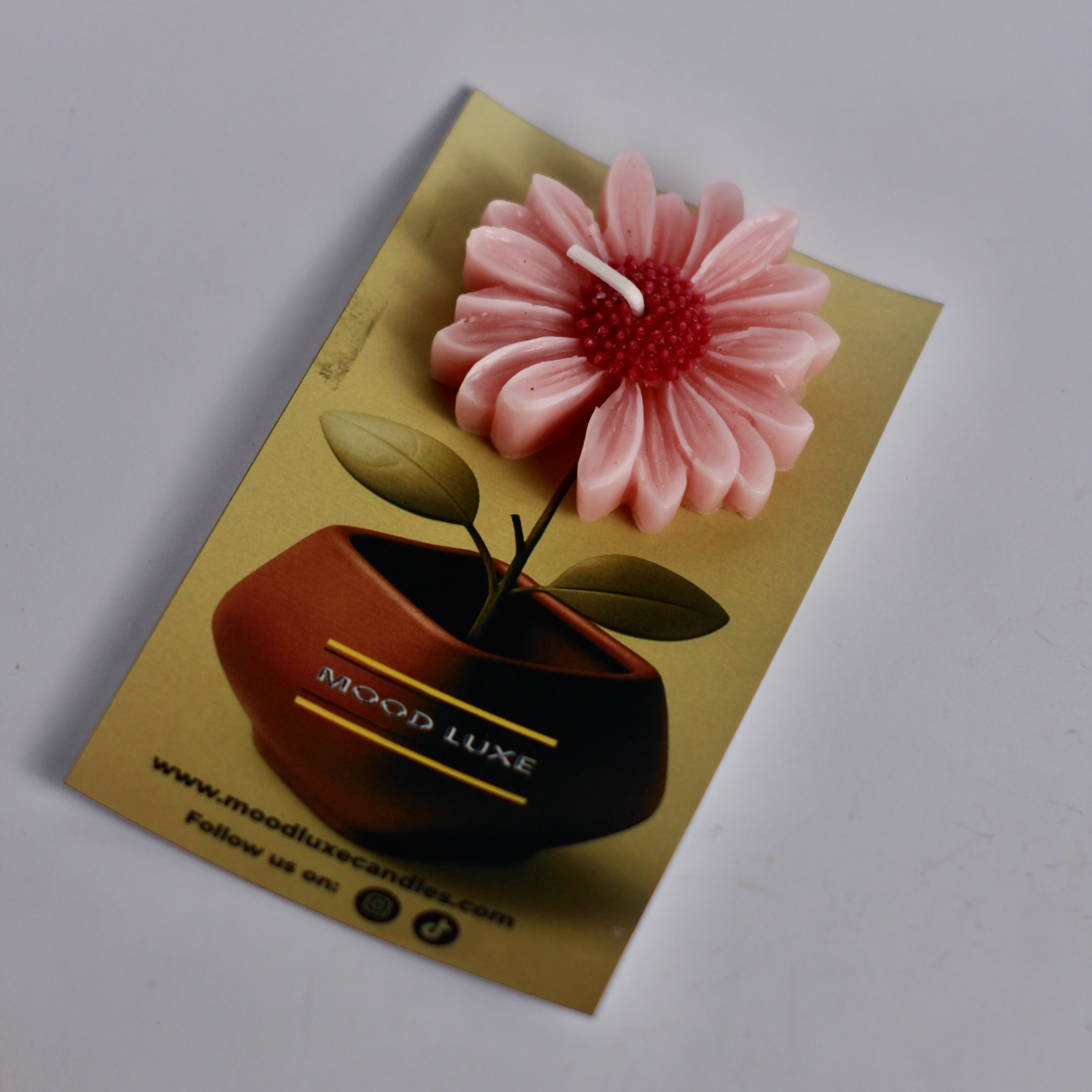 Daisy Flower