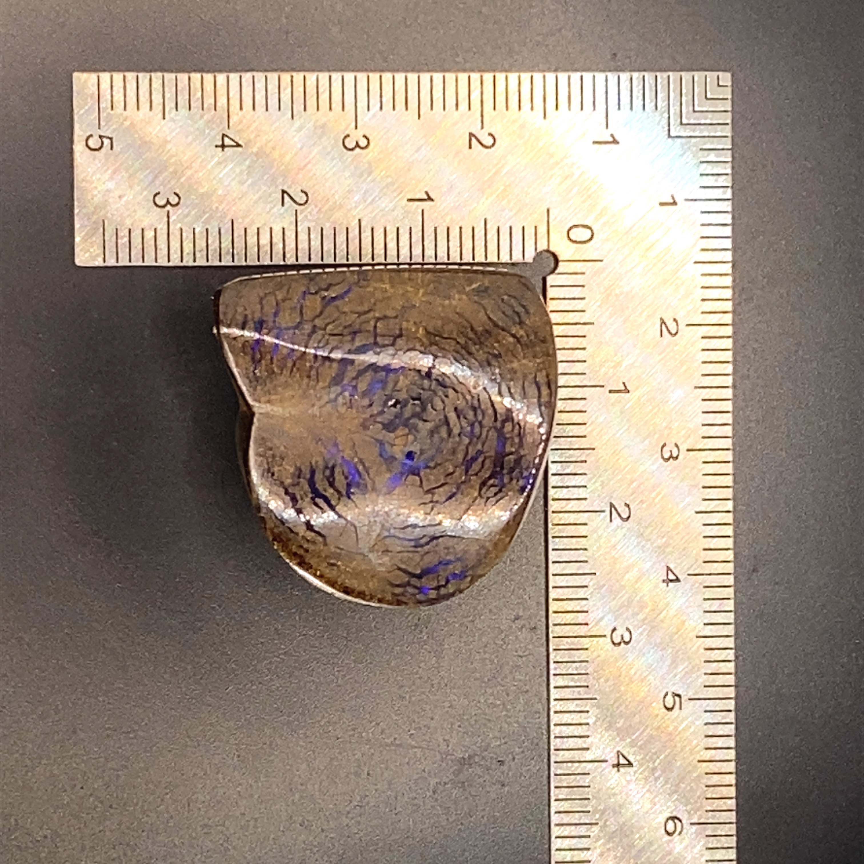 Rooted in time, lit by light.