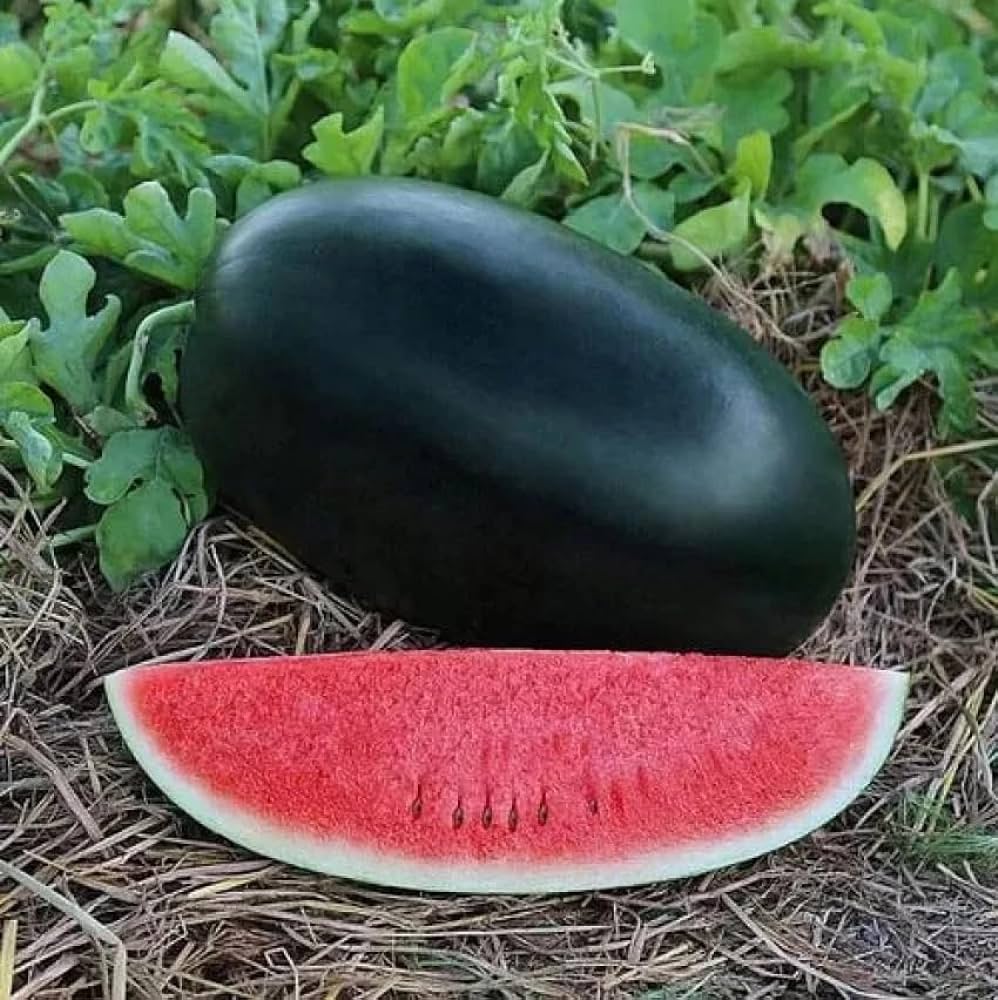 Watermelon Seeds (Variety -Varun 555) (F1 Hybrid)