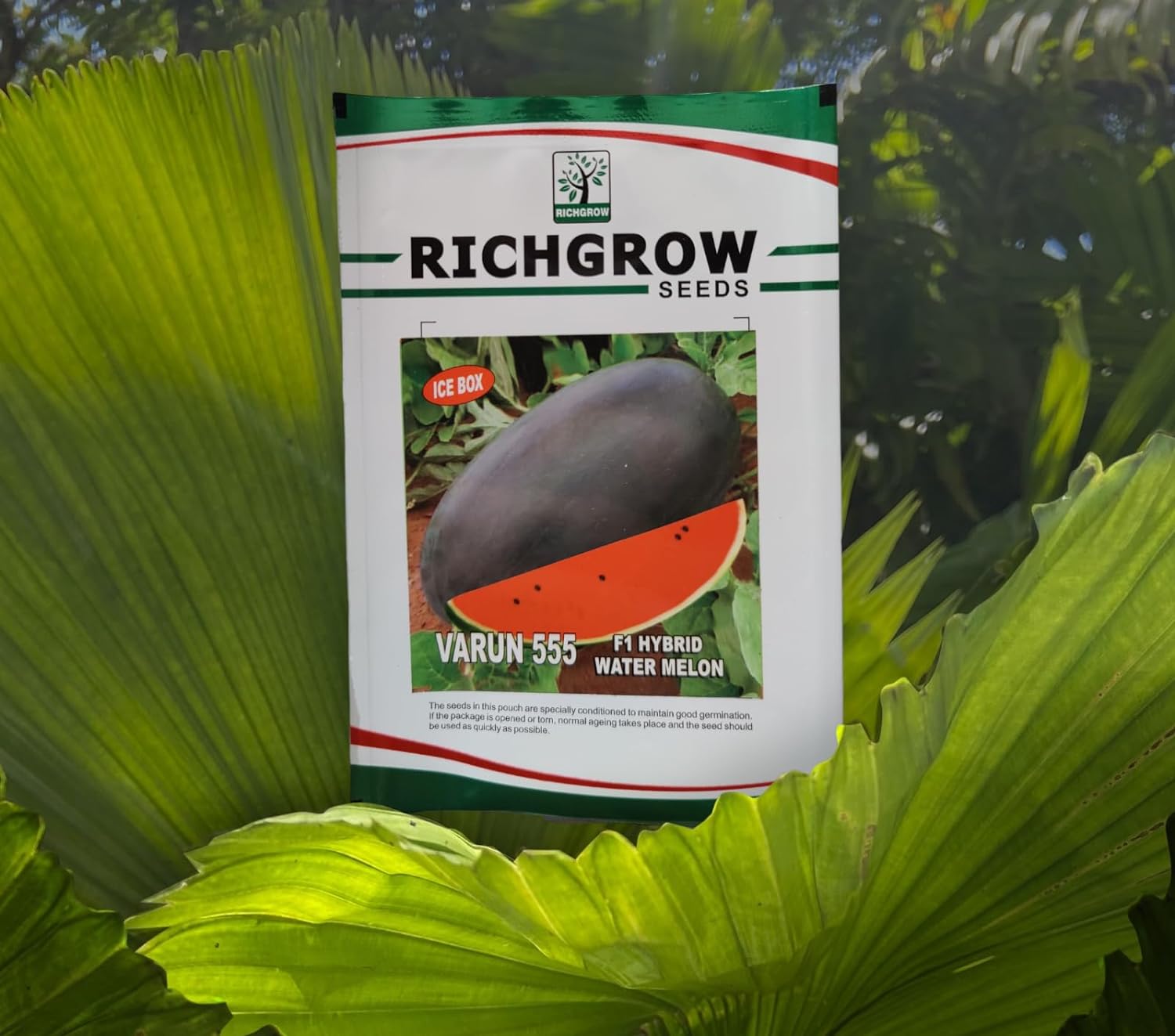 Watermelon Seeds (Variety -Varun 555) (F1 Hybrid)