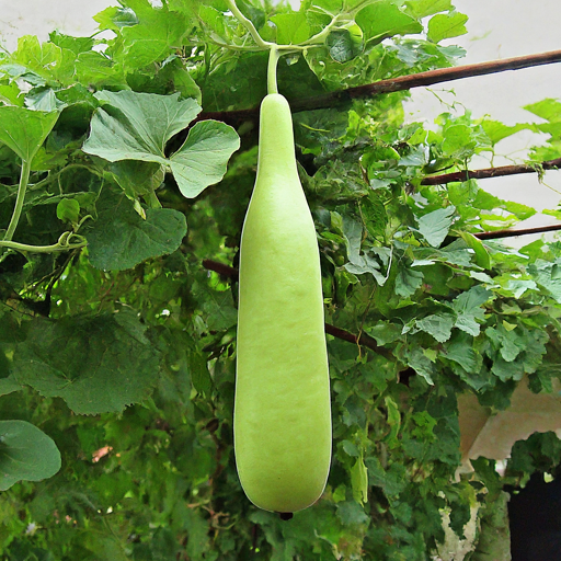 Bottle Gourd Seeds (Variety - Karishma) (F1 Hybrid)