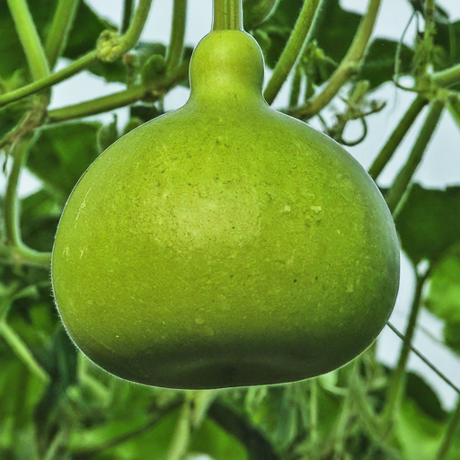 Bottle Gourd Seeds (Variety - RG 1040) (F1 Hybrid)