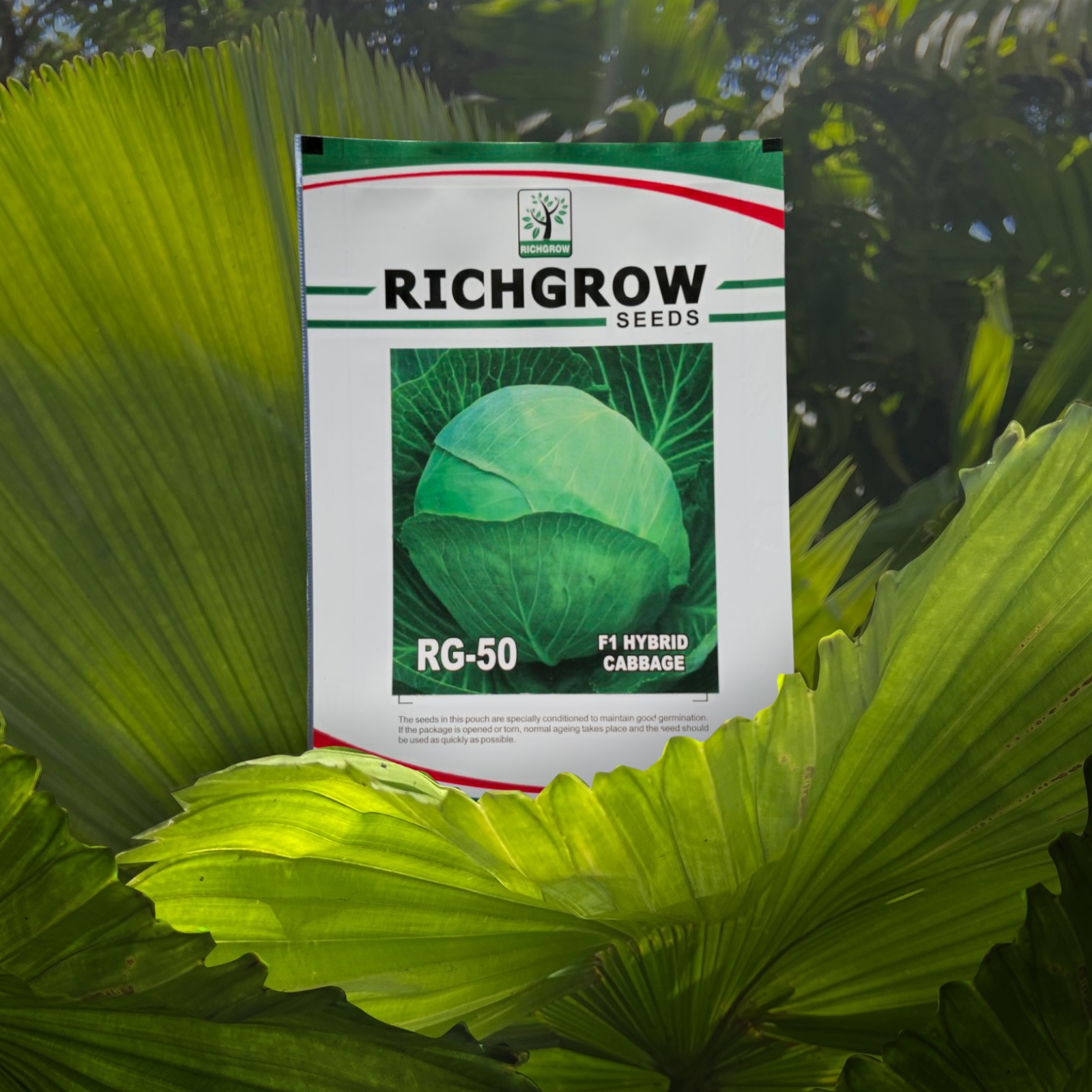 Green Cabbage Seeds (Variety - RG 50) (F1 Hybrid)