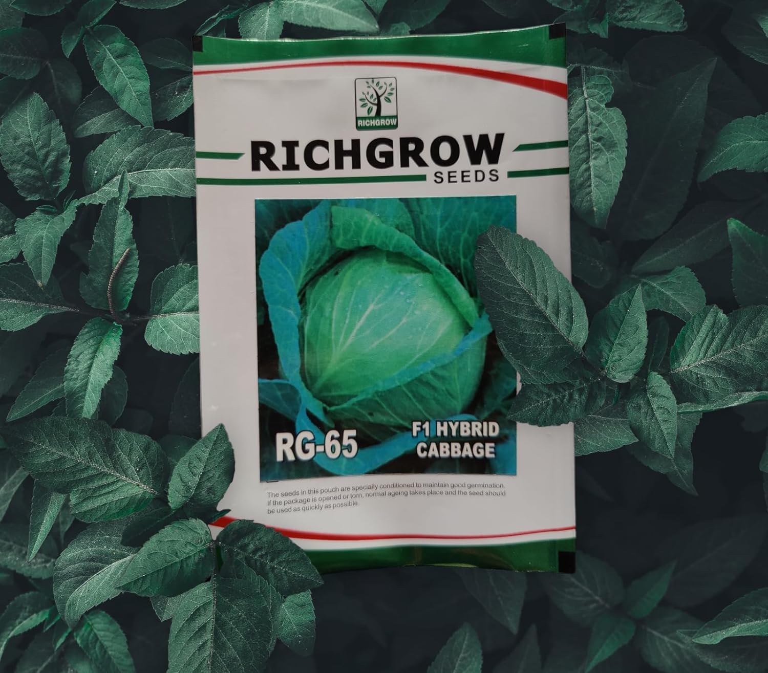 Green Cabbage Seeds (Variety - RG 65) (F1 Hybrid)