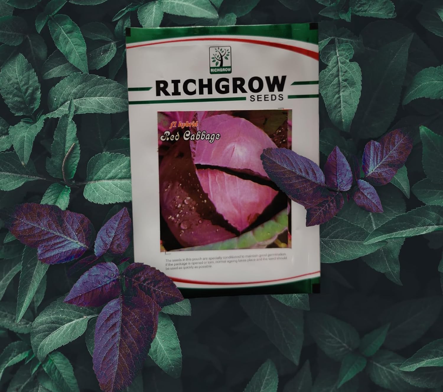 Red Cabbage Seeds (F1 Hybrid)