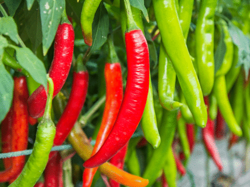 Chilli Seeds (Variety - RG 22) (F1 Hybrid)