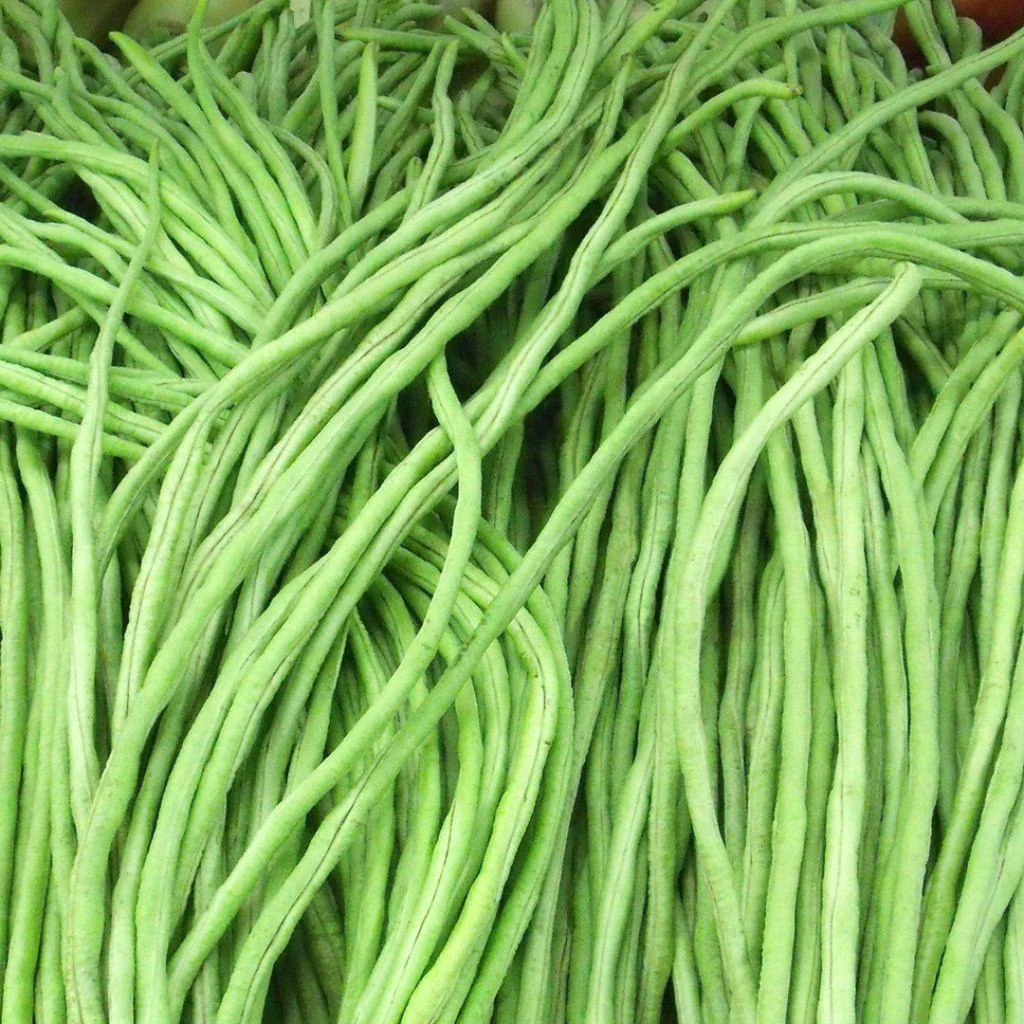Lobia (Cowpea) Seeds (Open Pollinated)