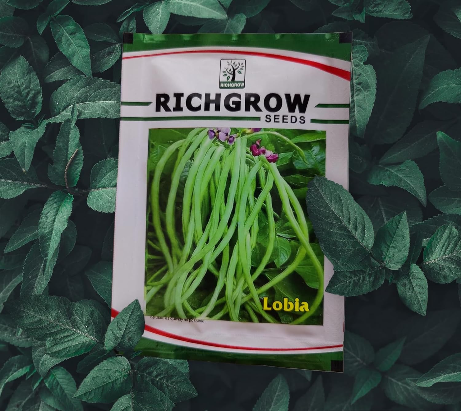 Lobia (Cowpea) Seeds (Open Pollinated)