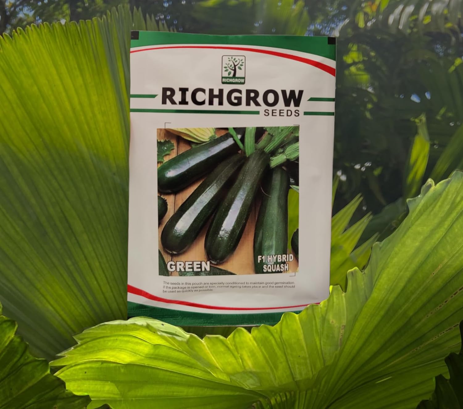 Green Squash Seeds (Pumpkin Seeds) (F1 Hybrid)