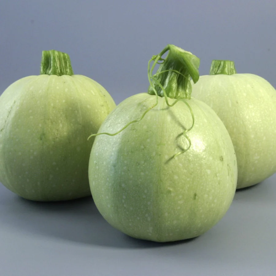 Summer Squash Seeds (Chappan Kaddu) (Open Pollinated)