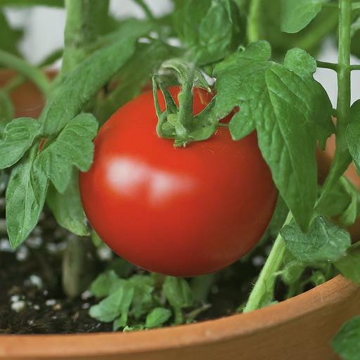 Tomato Seeds (Variety - Divyen) (F1 Hybrid)