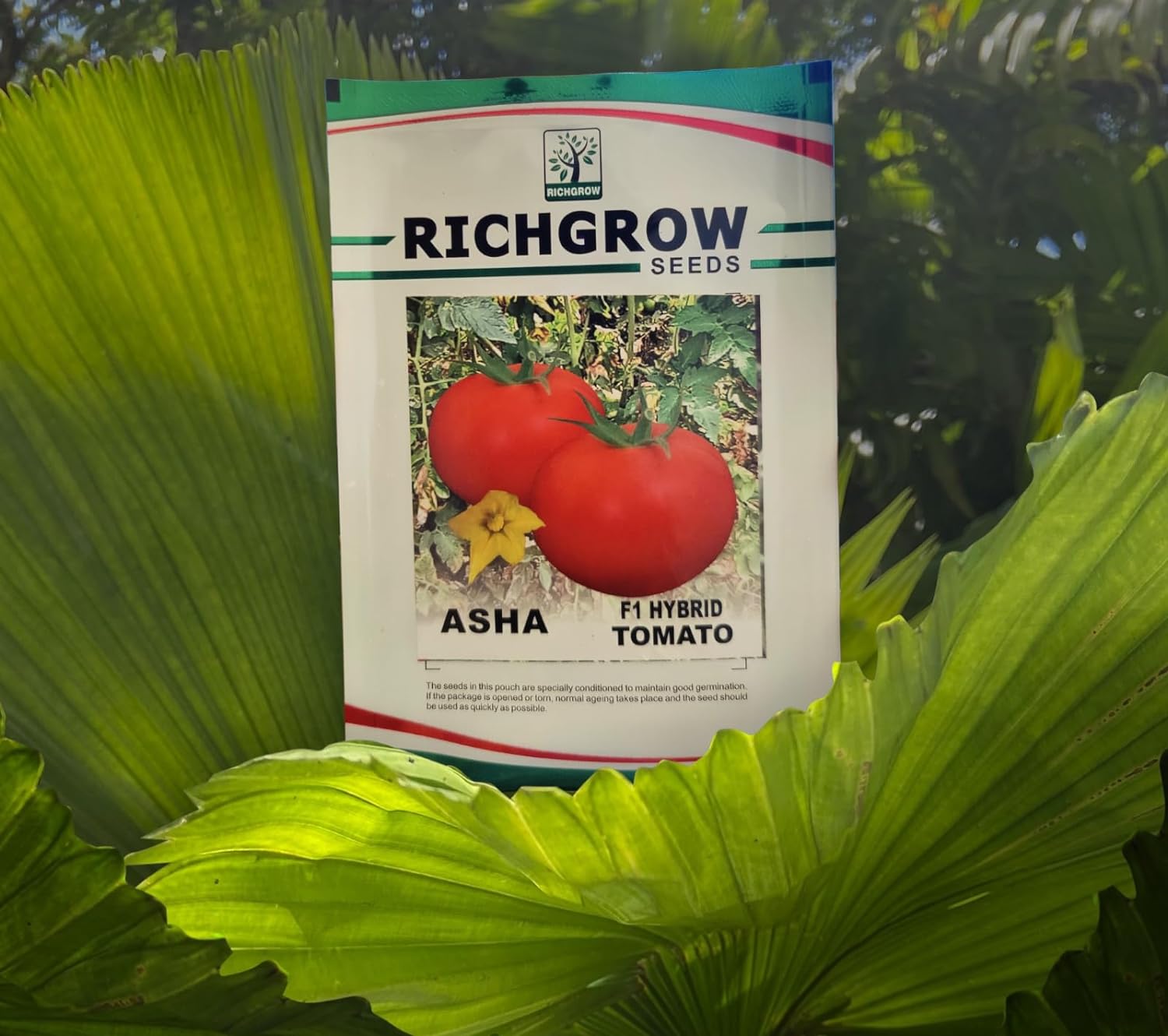 Tomato Seeds (Variety - Asha) (F1 Hybrid)
